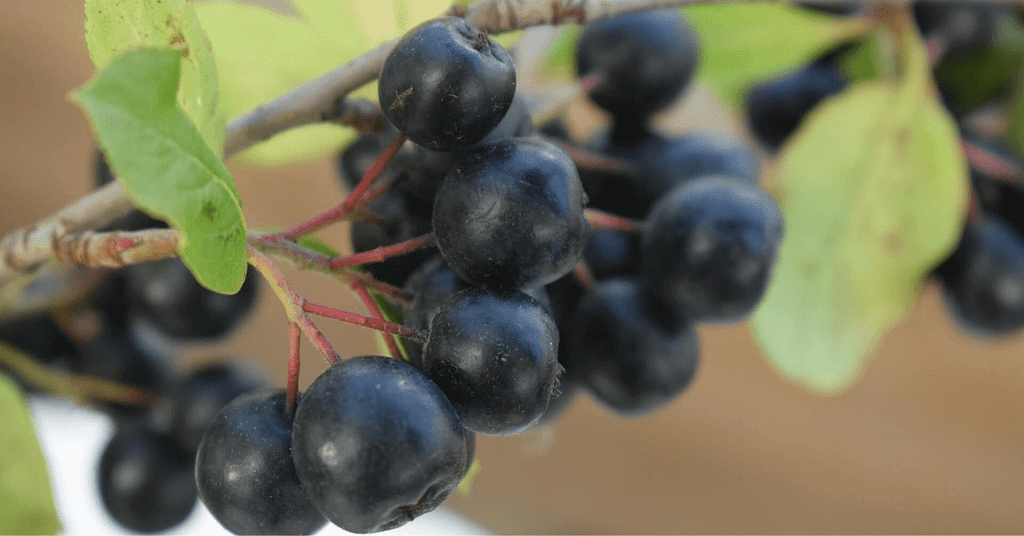 Aronia berries on plant