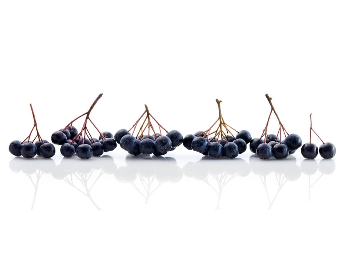 Aronia berries in front of white background