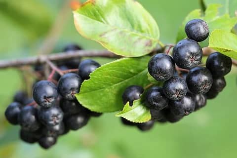 aronia berries and leafs