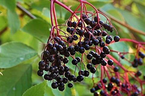 elderberries on branch+