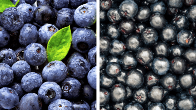 aronia vs blueberry