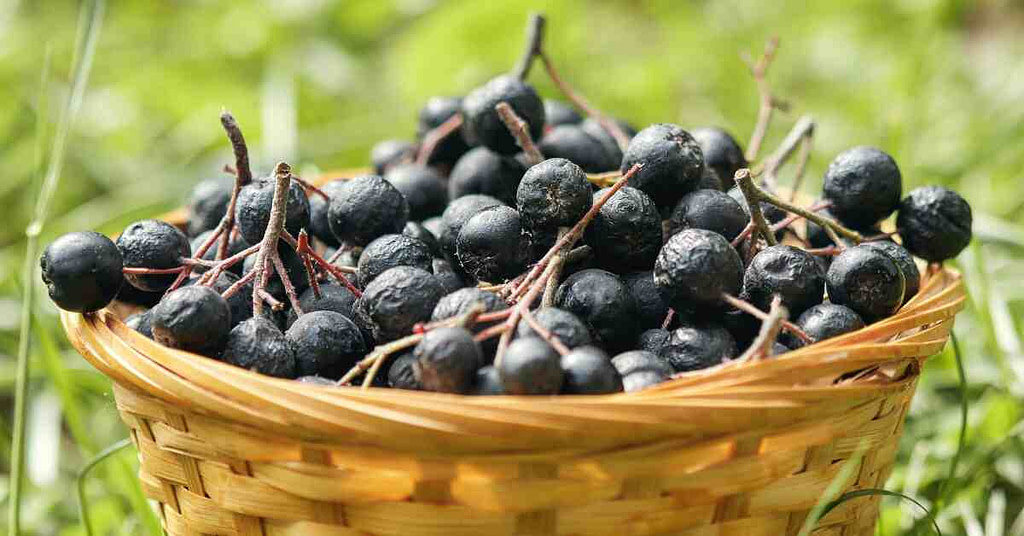 Aronia berries in a basket