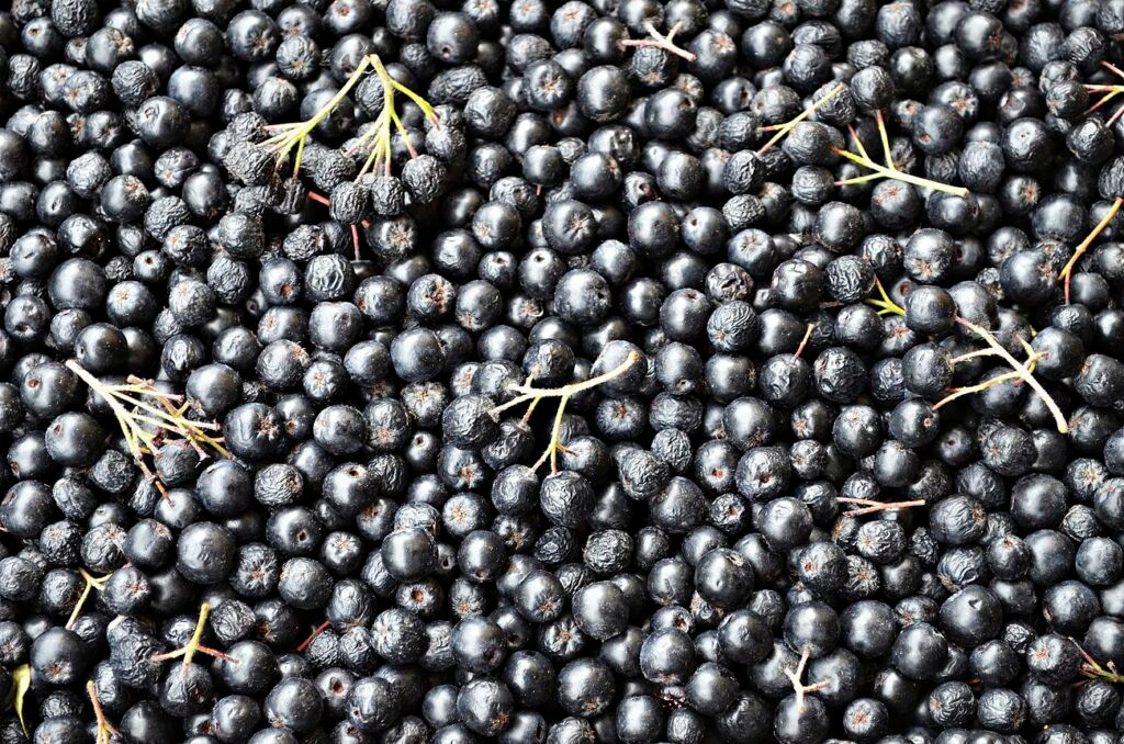 Pile of Aronia berries