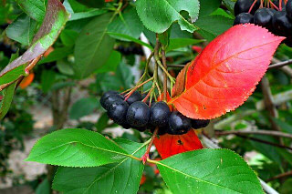 aronia berries with red leaf
