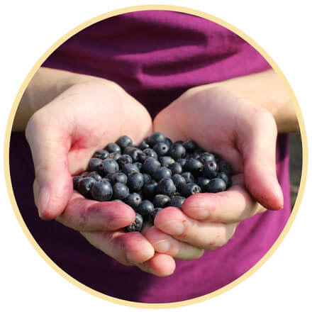 Person holding aronia berries in hands