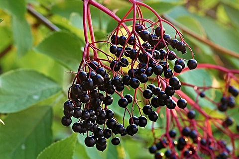 elderberries on branch+