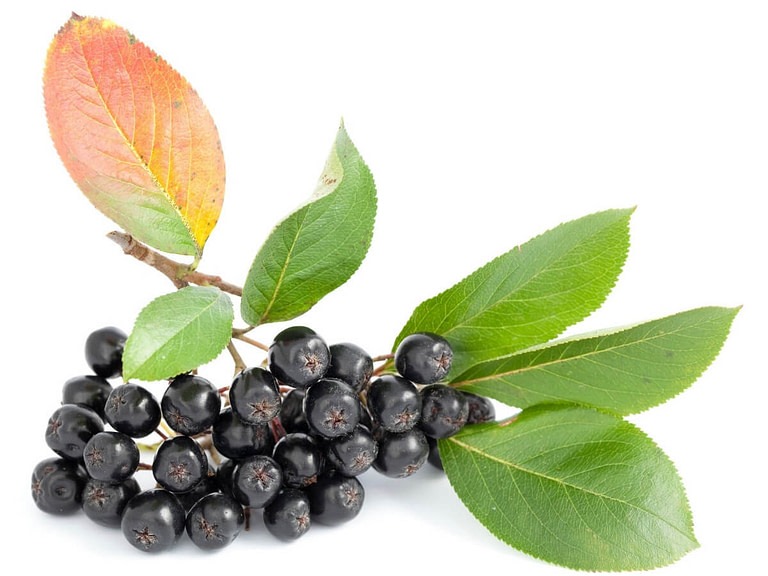 Aronia berries on branch with leaves