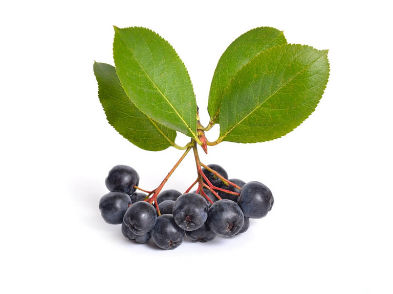 Aronia berries and leaves