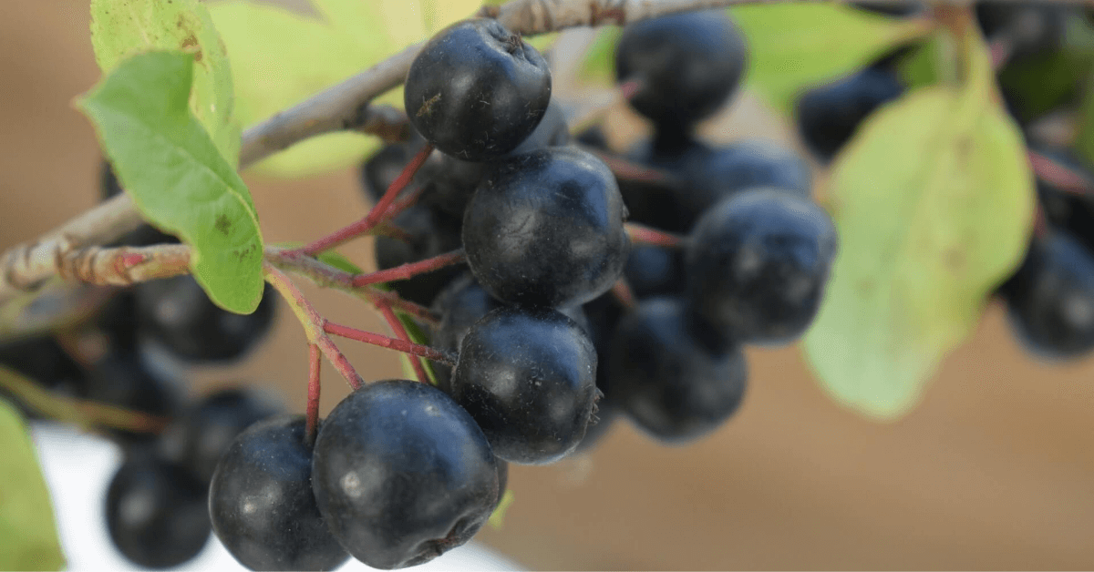 10 Health Benefits of Aronia Berries J&J Aronia